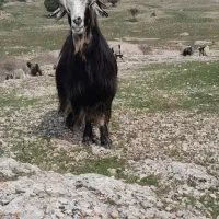 ۵۰عدد بز فروشی