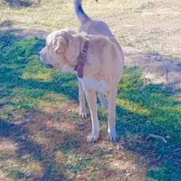 سگ پژدر عراقی|سگ|قره چای, |دیوار