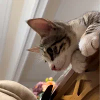 گمشده ، گربه دی اس اچ نر ۷ ماهگی|گربه|مرند, |دیوار