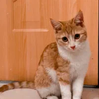 واگذاری گربه DSH نارنجی