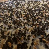 جوجه ۵ روزه گلپایگان محلی و رنگی و اردک