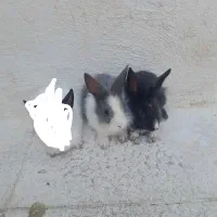 خرگوش