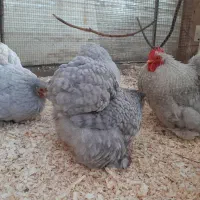 مرغ و خروس زینتی کوشین