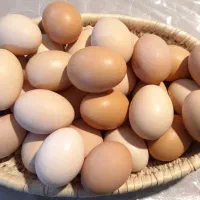 تخم مرغ نطفه دار- تازه