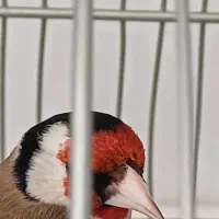 سهره
