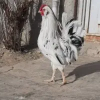 تخم مرغ گلین