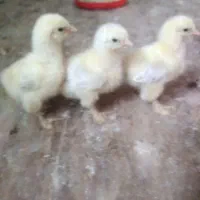 جوجه برهما لایت بلولایت و بوف|حیوانات مزرعه|بابل, |دیوار