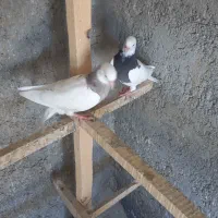 کفتر جوجه طوقی