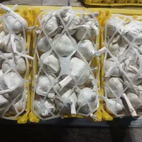 سیر سبدی و فله ای همدان درجه یک