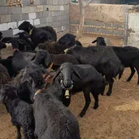 میش وبره افشاری