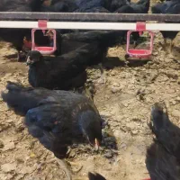 جوجه 110روزه گلپایگان مرغ خروس سیاه تاقچه جهادی|حیوانات مزرعه|مشهد, ویلاشهر|دیوار