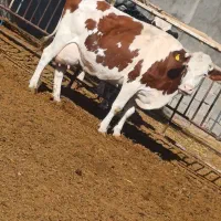 گاو با گوساله|حیوانات مزرعه|باشتین, |دیوار