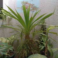 گل،گل طبیعی،گل دیفن باخیا،گل گندمی،گلخونه