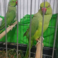 جفت طوطی ملنگو|پرنده|نسیمشهر, |دیوار