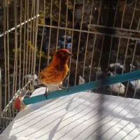 گلبسر قناری سرخ