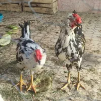 مرغ و خروس محلی