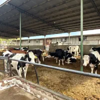 کارگر گاوداری