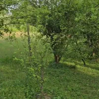 یک هکتار  ملک روستایی  همراه با بنا لاهیجان|فروش زمین و ملک کلنگی|لاهیجان, بوجایه|دیوار