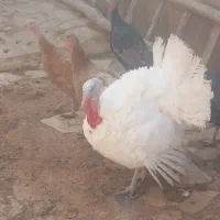 بقلمون|حیوانات مزرعه|تاکستان, |دیوار