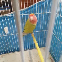 طوطی برزیلی