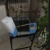 قفس