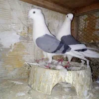 همه مهذ و سلامت|پرنده|فردیس, شهرک صنعتی سیمین دشت|دیوار