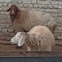 میش جوان چاق وبره نر چاق...