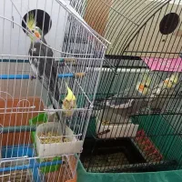 عروس هلندی جفت