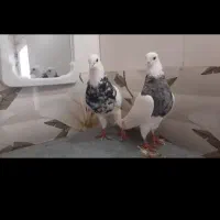 جوجه طوقی برا دستی