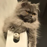 گربه بریتیش|گربه|پرند, فاز ۴|دیوار