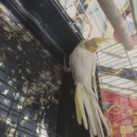 عروس ماده معاوضه