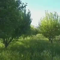 فروش فوری باغ سیب