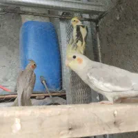 عروس هلندی جوانه رام دستی