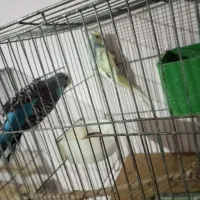 مرغ عشق فروشی