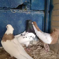 کبوتر طوقی*کله*سینه|پرنده|جم, |دیوار
