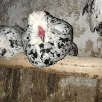 مرغ و خروس گلین و لری