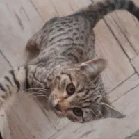 گربه رایگان واگذار می شود