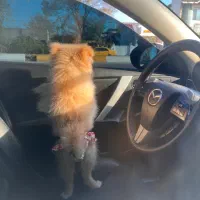 واگذاری سگ پامر ۴ ماهه|سگ|رامسر, |دیوار