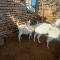 بز،بزغاله،کولار سانن اصل|حیوانات مزرعه|سلامی, |دیوار