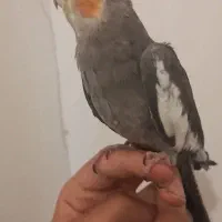 عروس هلندی اهلی