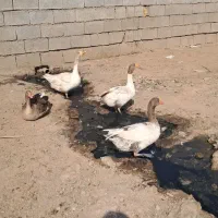 شوشتر شعبیه