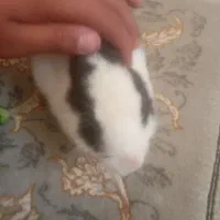 خرید و فروش خرگوش