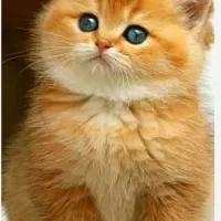 گربه پیدا کردم