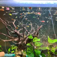 اکواریوم و ماهی|ماهی|تهران, تهرانپارس جنوبی|دیوار