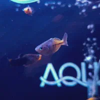 رینبو بوسمانی صیدی