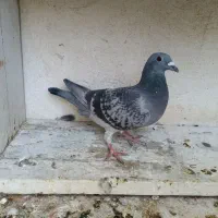 ماده پلاکی|پرنده|بهبهان, |دیوار