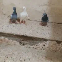 کبوتر|پرنده|زهک, |دیوار