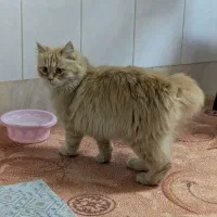 واگذاری گربه|گربه|اردکان, |دیوار