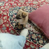 سگ اشپیتز|سگ|مشهد, حضرت حجت|دیوار