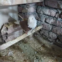 کبوتر پرشی نر  سه عدد